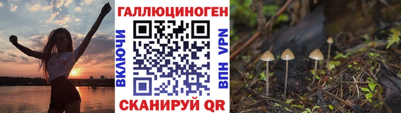 Псилоцибиновые грибы Psilocybe  Калуга 